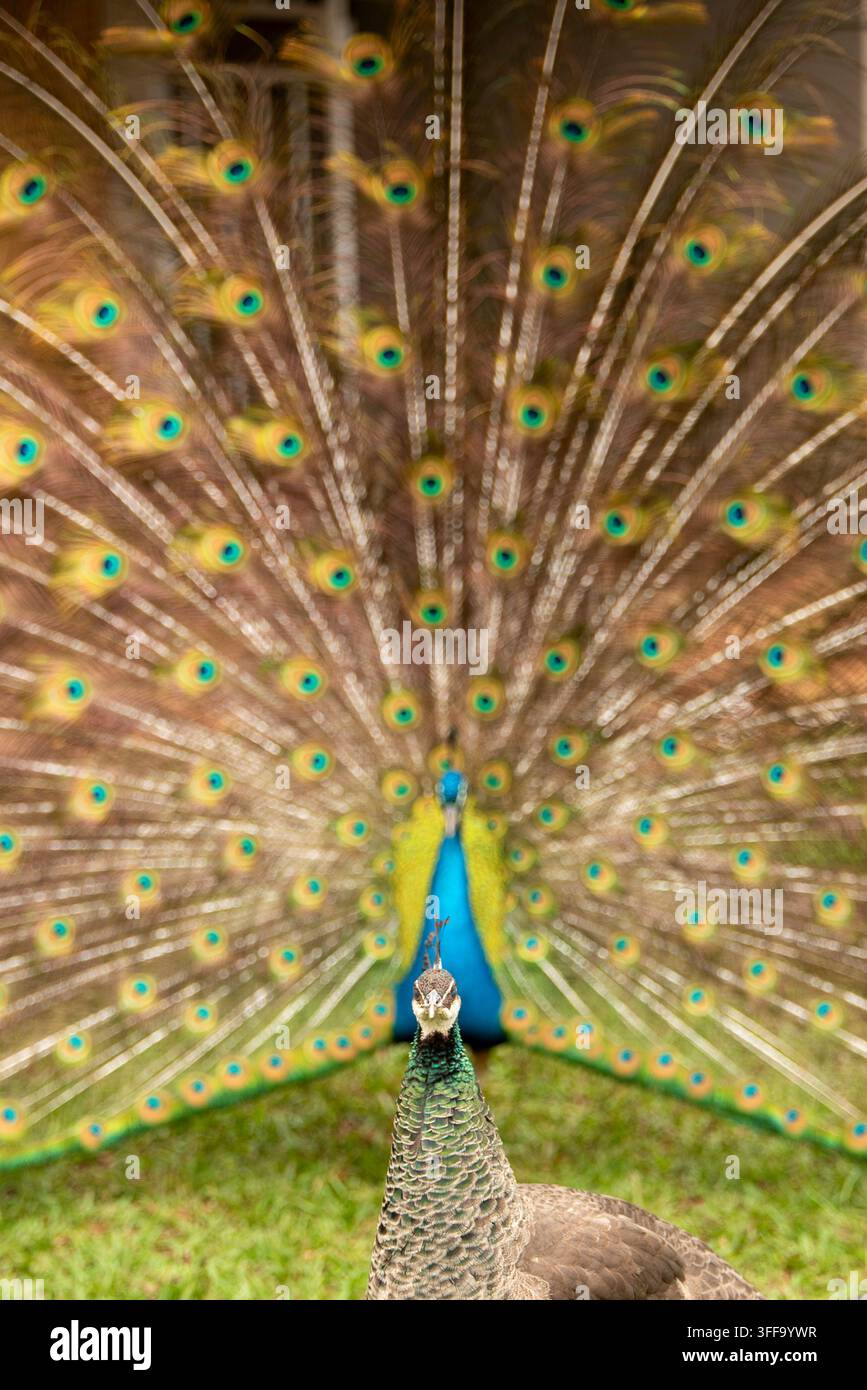 Un pavone indiano maschio dispiega le sue magnifiche piume della coda colorate in una parata nuziale verso una pavona femmina in piedi su un prato erboso a Eswa Foto Stock