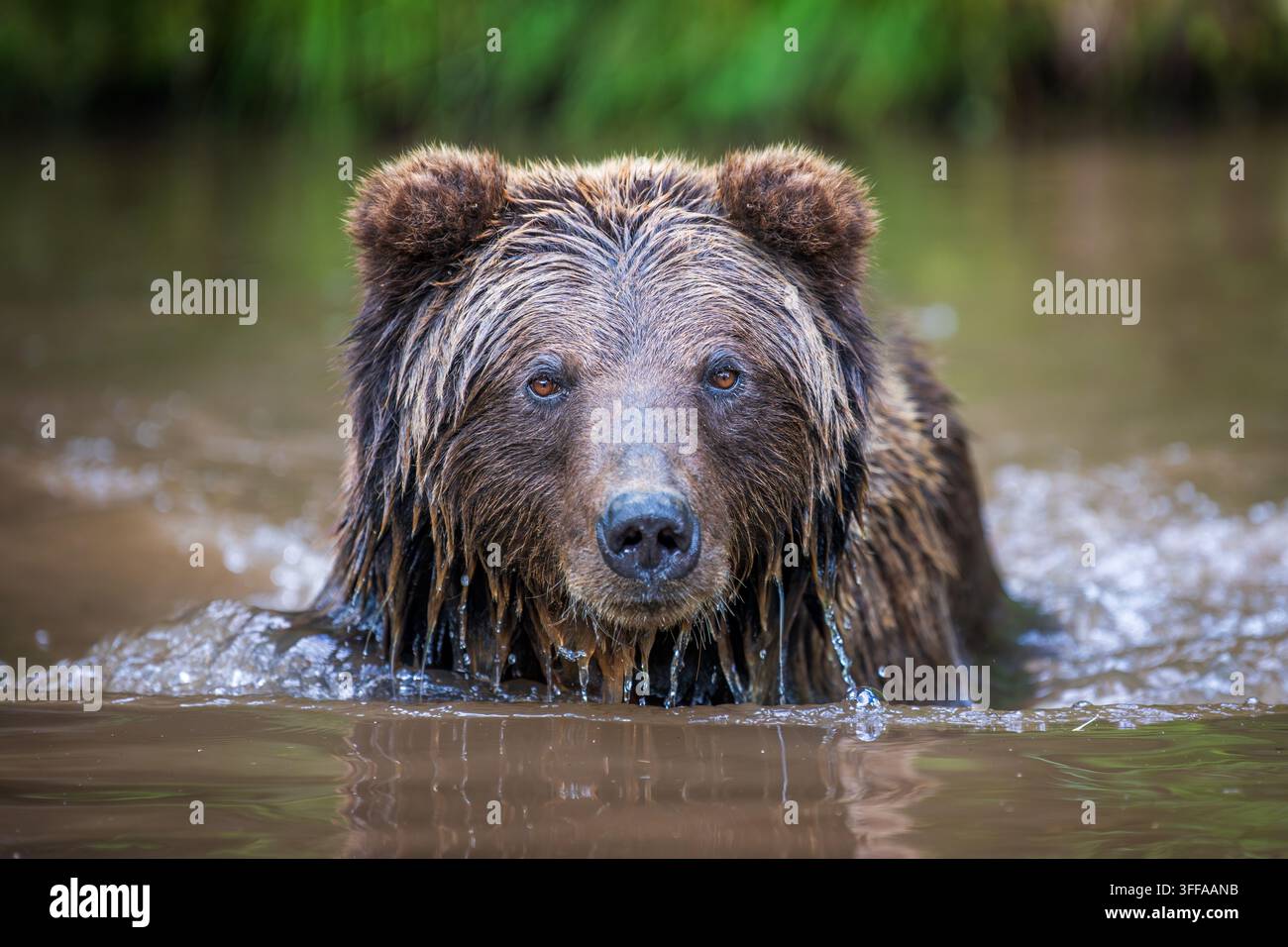 Orso bruno che si scrolla l’acqua dopo aver nuotato in un fiume, gocce che volano intorno alla sua testa, circondato da una vegetazione verde vibrante sullo sfondo Foto Stock