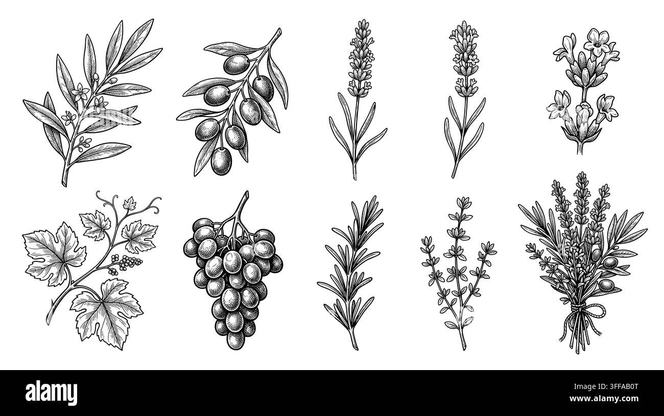 Set botanico vintage di erbe provenzali, lavanda, finocchio e timo per la progettazione di sfondi per etichette e packaging. Illustrazione Vettoriale