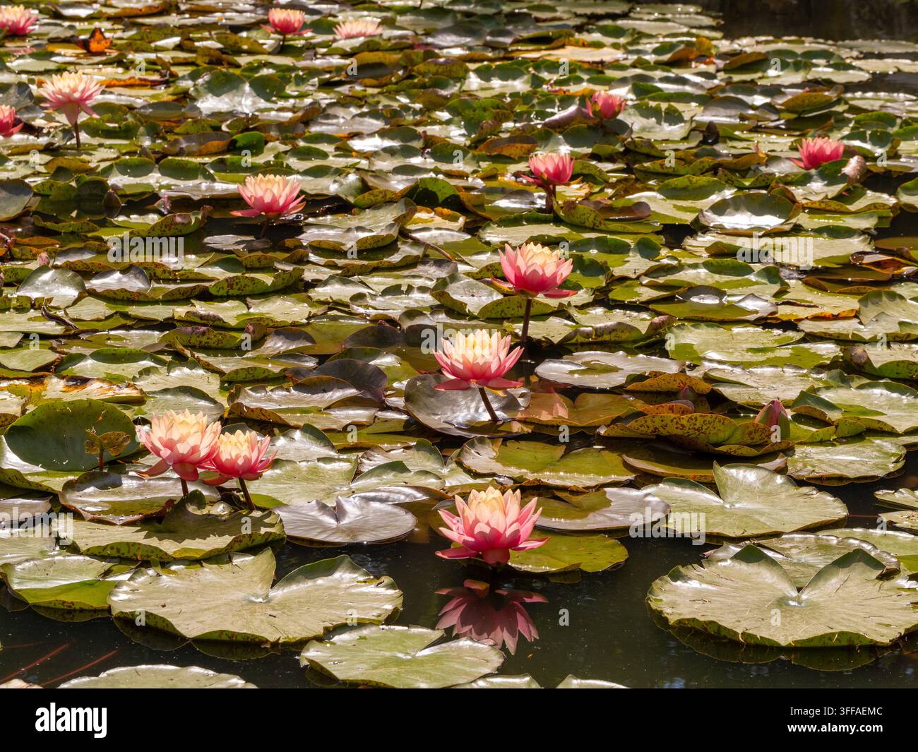 Nimphee rosa resistenti, Nymphaea, che fioriscono tra le foglie di ninfea ai giardini di Burnby Hall, Pocklington. Foto Stock