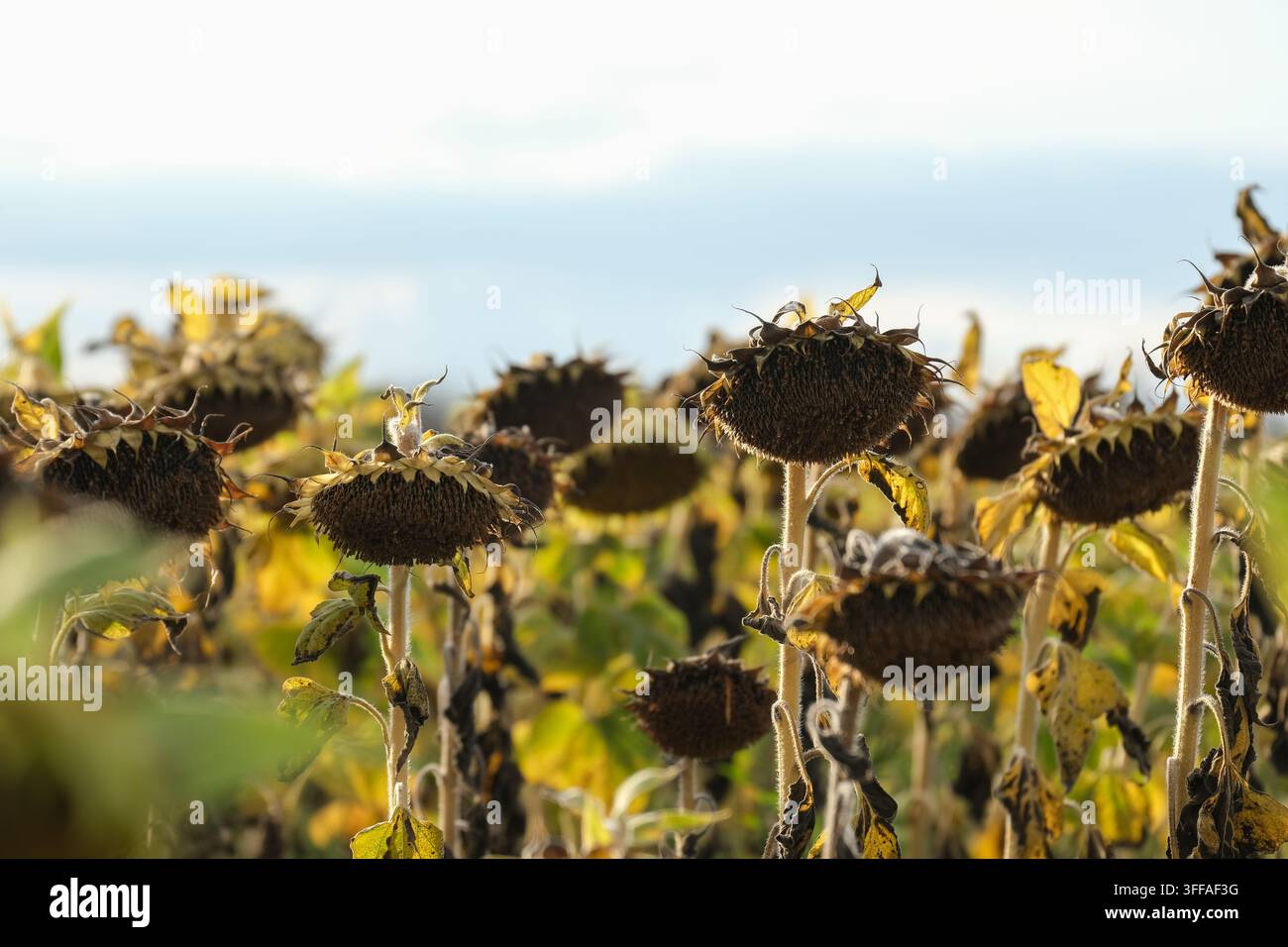 Capitelli di girasole secchi e maturi con semi pronti per la raccolta si ergono in un campo agricolo soleggiato, rappresentando il rendimento del raccolto, la coltivazione di semi oleosi, la raccolta stagionale o i concetti di siccità climatica con spazio per il testo. Foto Stock