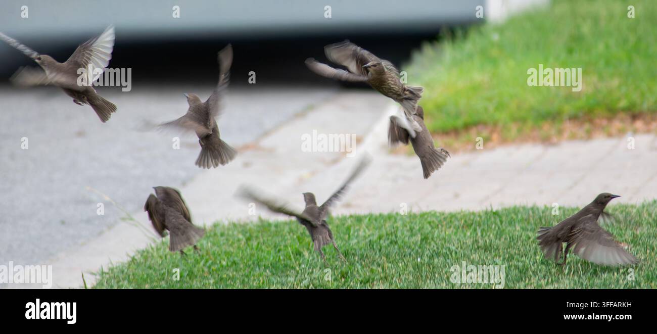Gli uccelli reagiscono al pericolo, reale o percepito, e prendono il volo Foto Stock