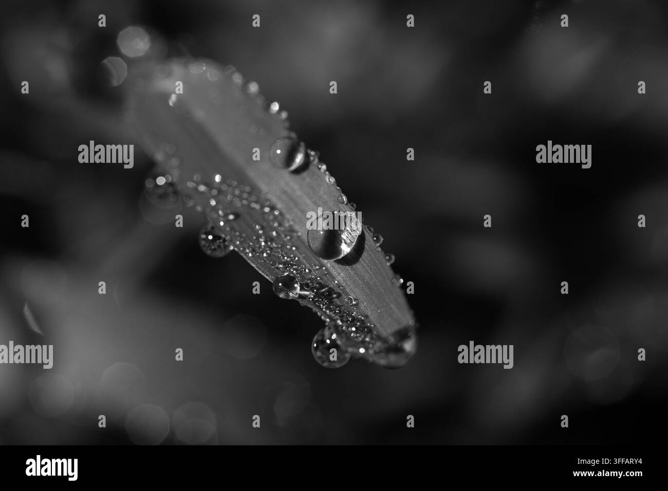 Macro artistico in bianco e nero di gocce di rugiada fresche su una foglia d'erba. Bellissime gocce d'acqua scintillanti su una pianta naturale con mono scuro drammatico Foto Stock