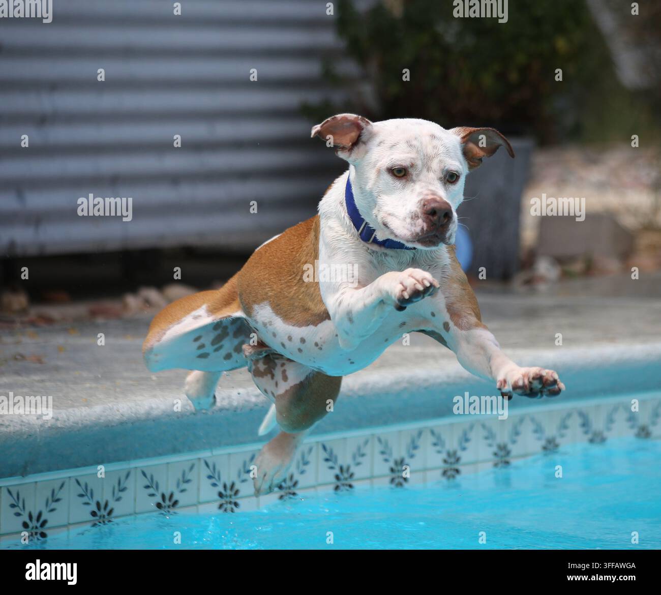 Pitbull bianco e marrone che salta dal lato di una piscina Foto Stock