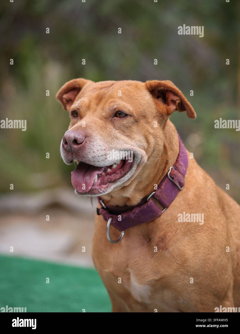 Cane da salvataggio marrone, pitbull che posa alla luce naturale per un ritratto all'aperto Foto Stock