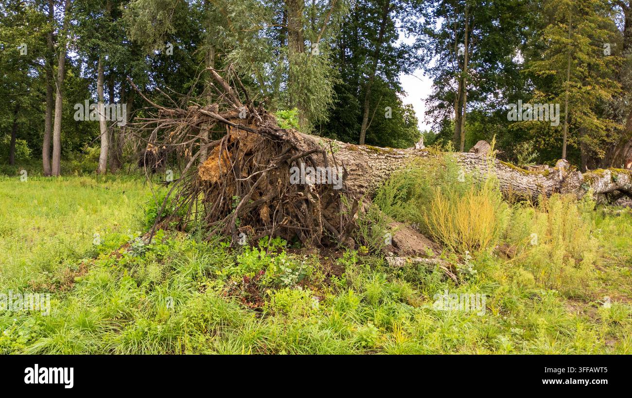 Albero sradicato di grandi dimensioni sdraiato sull'erba. Radici e tronco esposti giacciono nella foresta dopo una tempesta violenta. Concetto di disastro naturale, danni meteorologici gravi e per Foto Stock