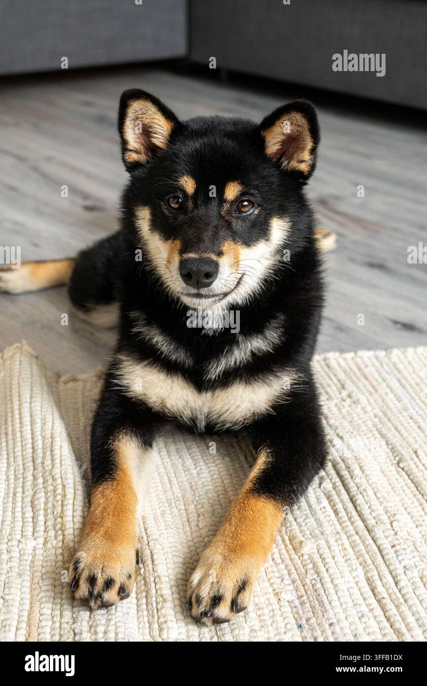 Un cane Shiba Inu nero e marrone giace tranquillamente su un tappeto intessuto in una stanza illuminata naturalmente, creando un'atmosfera calda e accogliente per gli amanti degli animali. Foto Stock