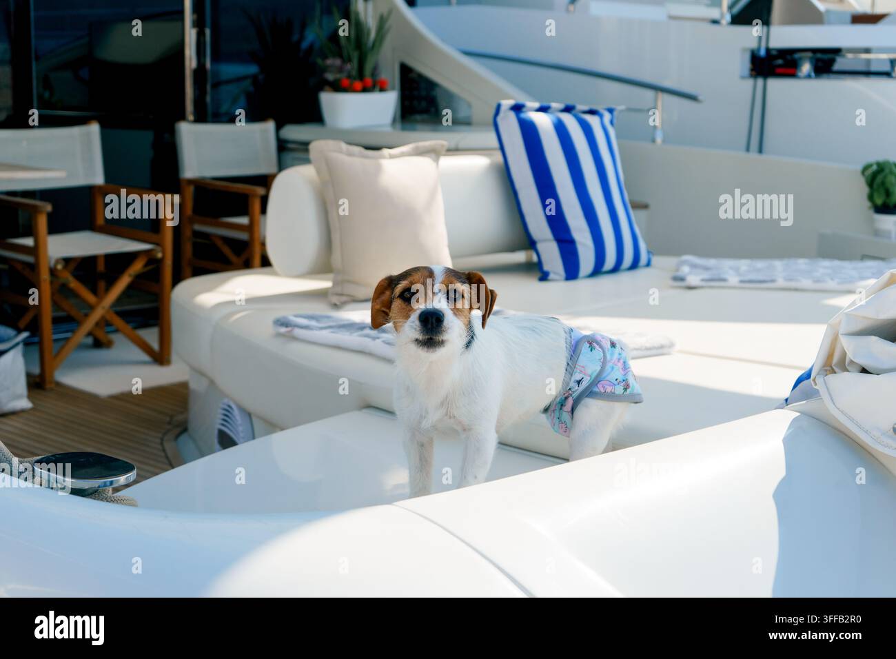 Piccolo cane indossa pantaloni protettivi mentre è in piedi su un divano di una barca alla luce del sole. Concetto di cura degli animali domestici, viaggio, comfort, compagnia, igiene e tempo libero Foto Stock