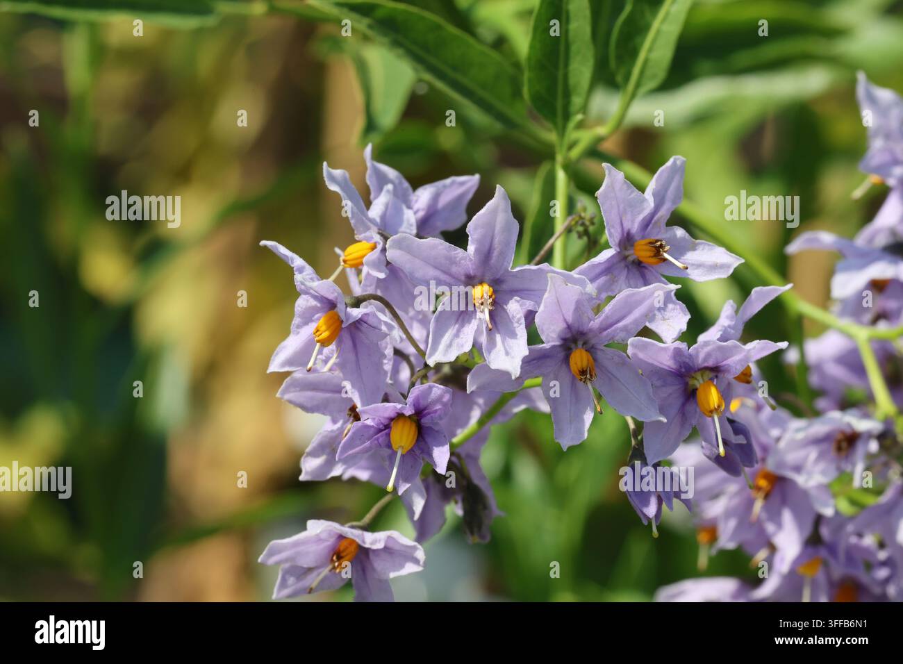 Solanum crispum 'Glasnevin'. Primo piano di un grappolo di fiori blu pallido a forma di stella del melo di patate con forti centri arancioni. Synoym S. crispum 'Autumnale'. Foto Stock