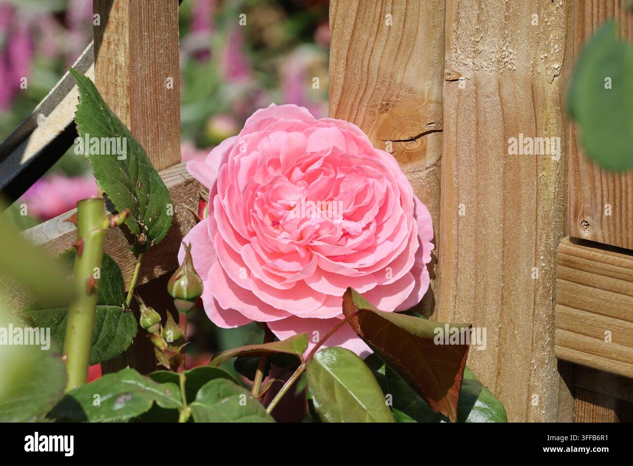 Rosa [Penelope Lively] ('Ausb18a15'). Un'elegante fioritura di rosa cespugliosa inglese doppia, rosa medio e a coppa, in estate. Allevatore: David Austin. Foto Stock