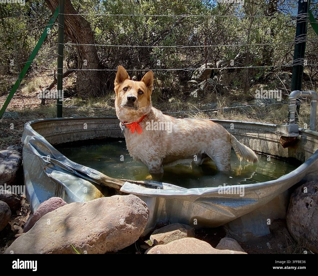Un Heeler rosso si rinfresca in una vasca per il bestiame nel sud dell'Arizona, USA. Foto Stock
