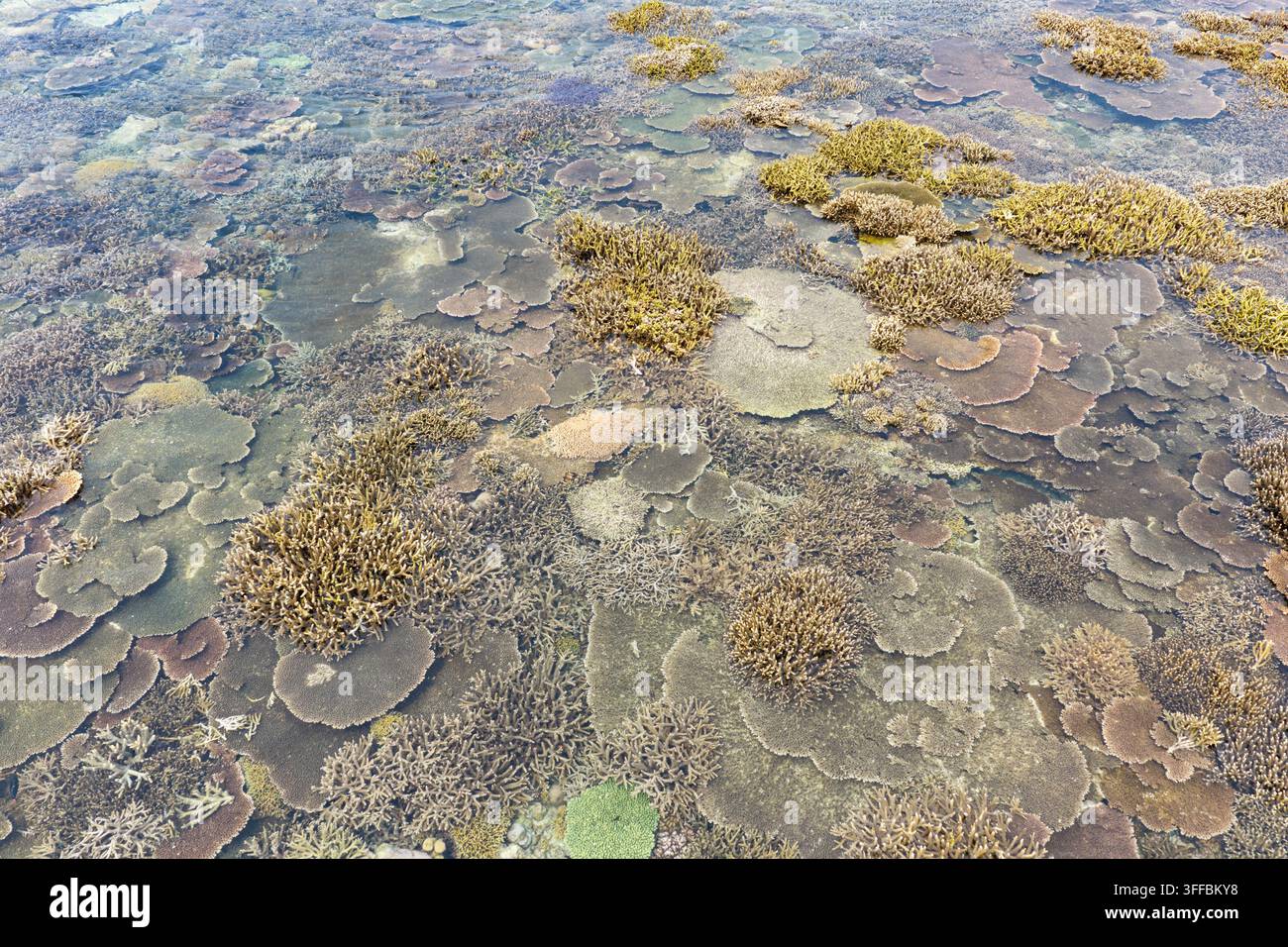Bellissimi coralli duri sono esposti durante la bassa marea ai margini dell'isola di Sangalaki nell'arcipelago panoramico di Derawan a East Kalimantan, Indonesia. Foto Stock