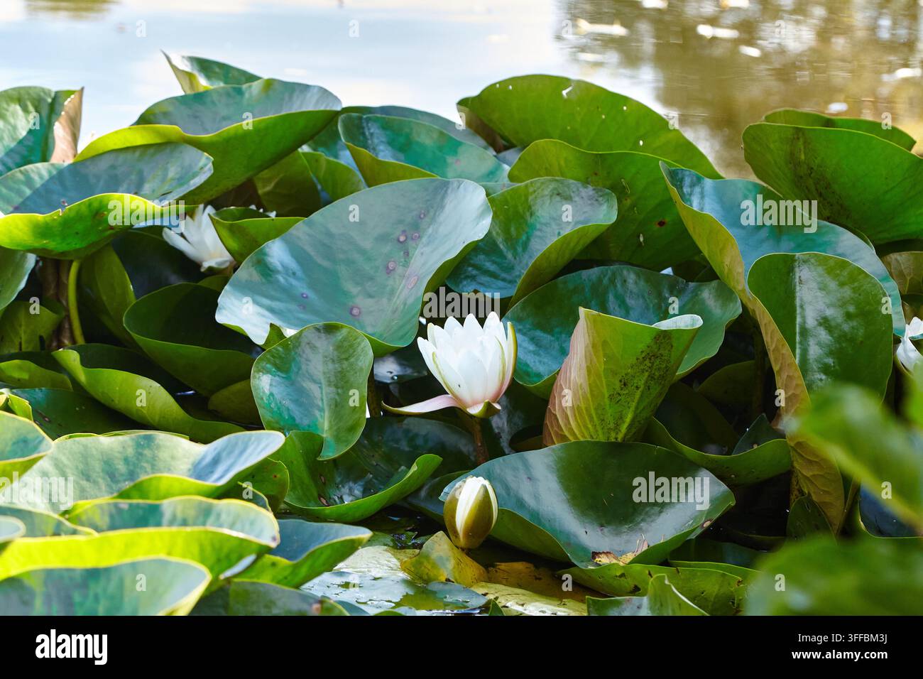 Fiori di ninfea bianca Nymphaea alba si ergono sopra le foglie di ninfea verdi su uno stagno calmo, con la luce del sole che brilla sull'acqua e sulla vegetazione circostante Foto Stock