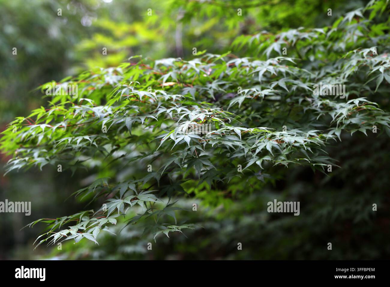 Acero giapponese, Acero palmati o Acero giapponese liscio, Acer palmatum "Katsura", Sapindaceae, Corea, Giappone, Cina, Mongolia e Russia. Foto Stock