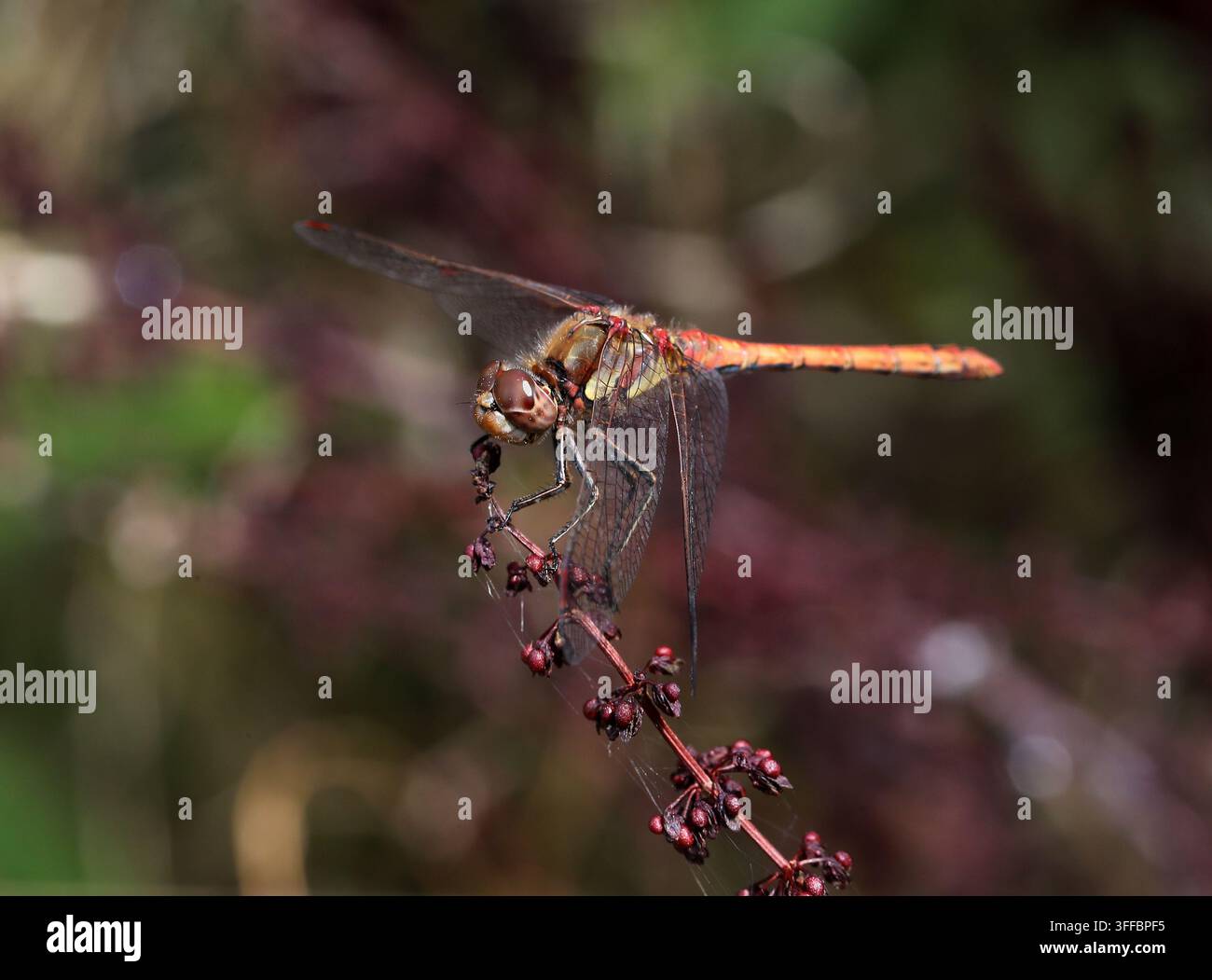 Libellula maschio comune, Sympetrum striolatum, Libellulidae. Hertfordshire, UK. La libellula maschio comune (Sympetrum striolatum) è una libellula. Foto Stock