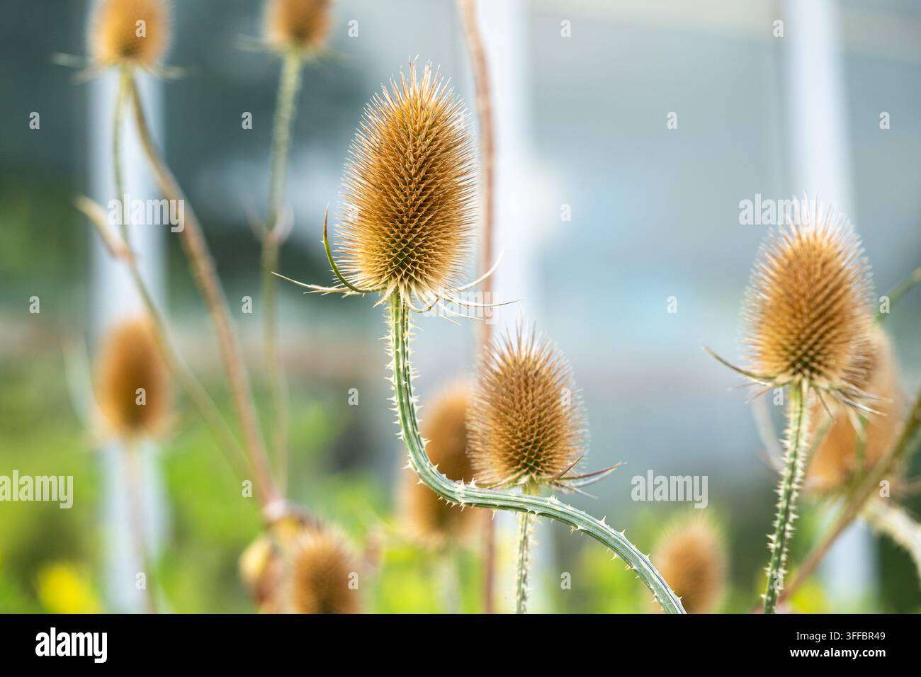 Gruppo di teste di semi di cardo dorate su steli curvi e spinosi che brillano alla luce calda del sole in un giardino estivo Foto Stock