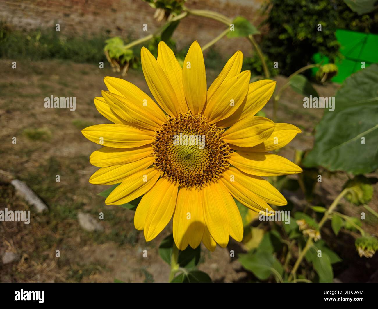 Prima vista frontale ravvicinata di un giovane girasole giallo in fiore con un disco centrale verde fresco in un giardino sul retro. Foto Stock