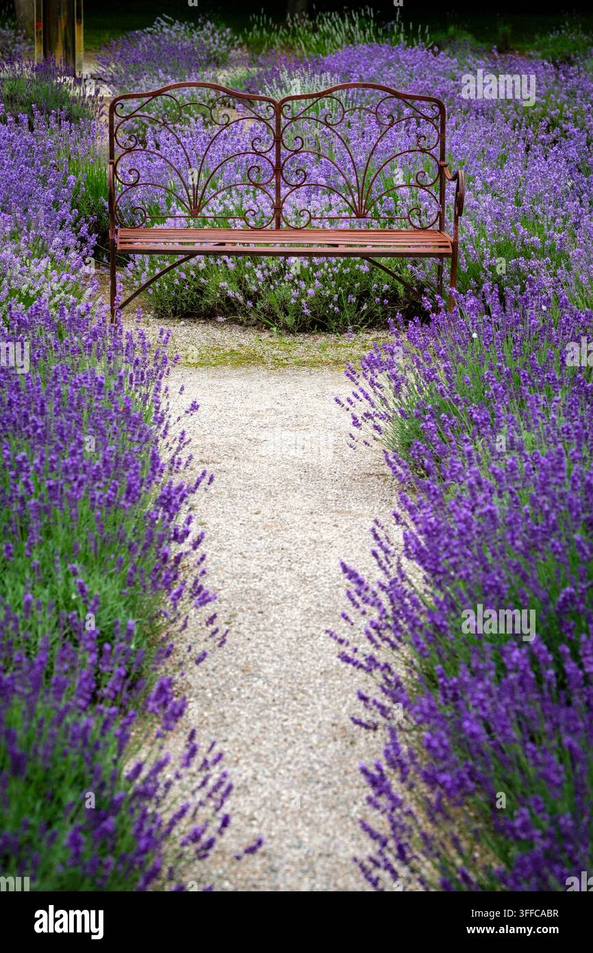 Panchina in metallo arrugginita alla fine di un sentiero di ghiaia circondata da fiori di lavanda viola (Lavandula angustifolia) Foto Stock