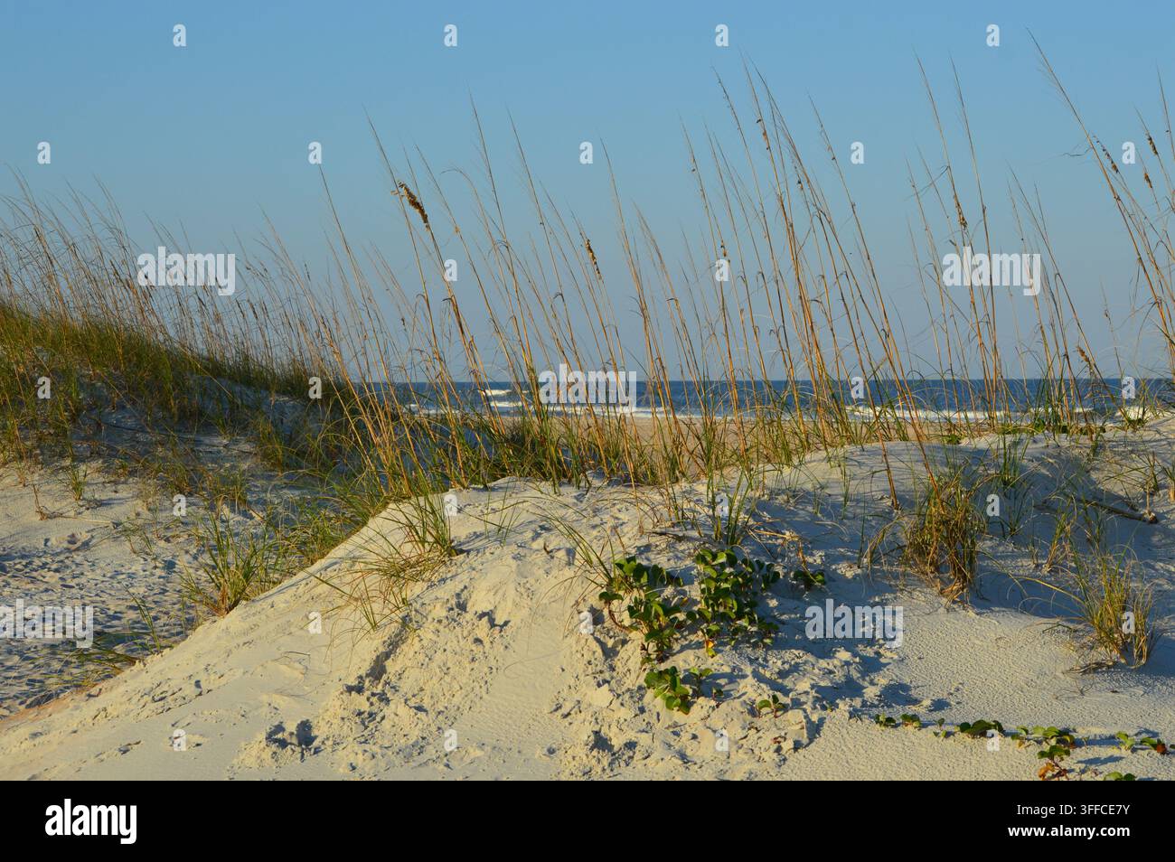 Dune della fauna selvatica della Florida con vegetazione Foto Stock