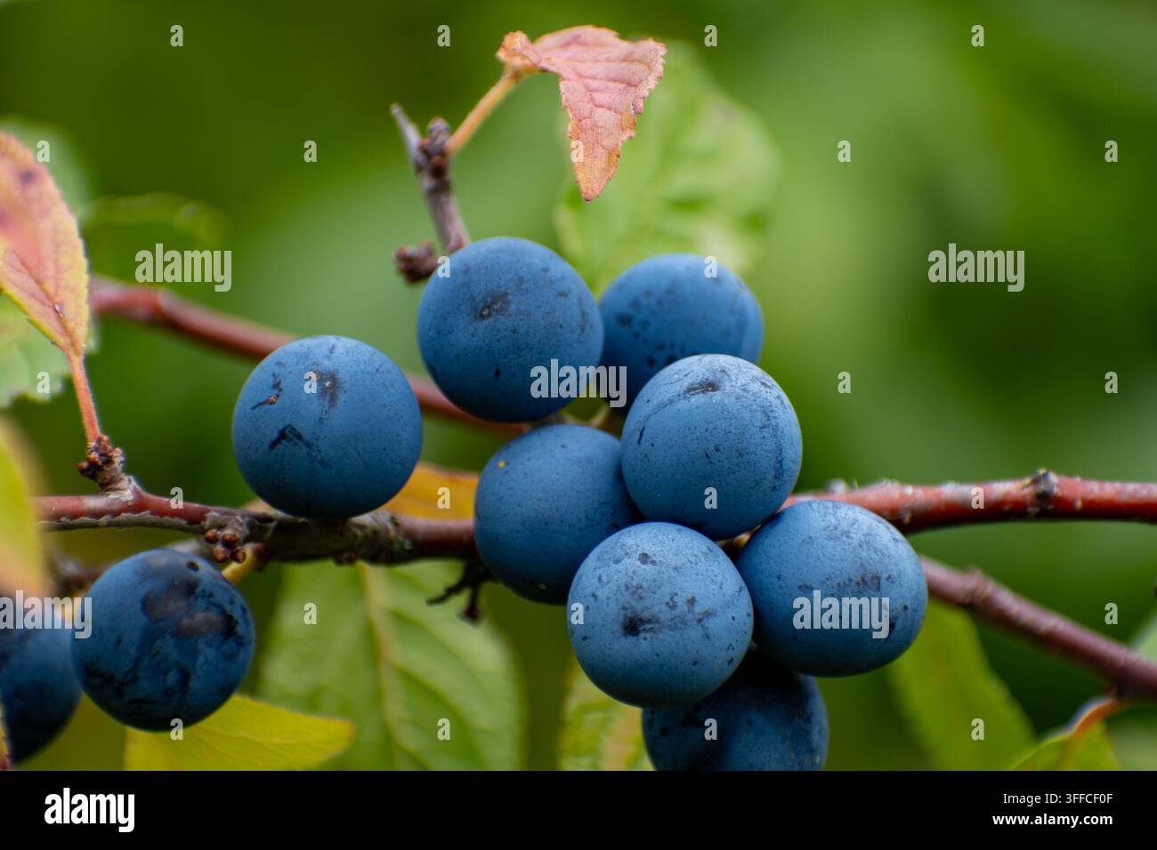 Bacche di prunella blu scuro che maturano su un ramo in un giardino Foto Stock