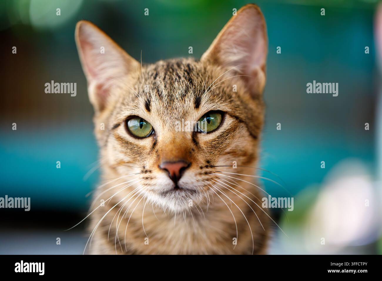 Ritratto di gatto tabby striato con occhi verdi in primo piano Foto Stock