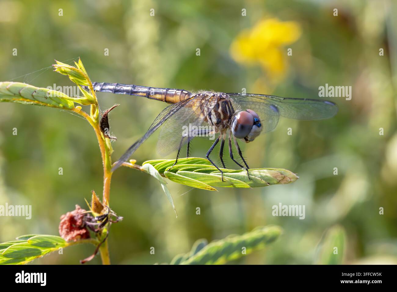 Libellula azzurra femmina (Pachydiplax longipennis) nel tardo autunno in Iowa Foto Stock