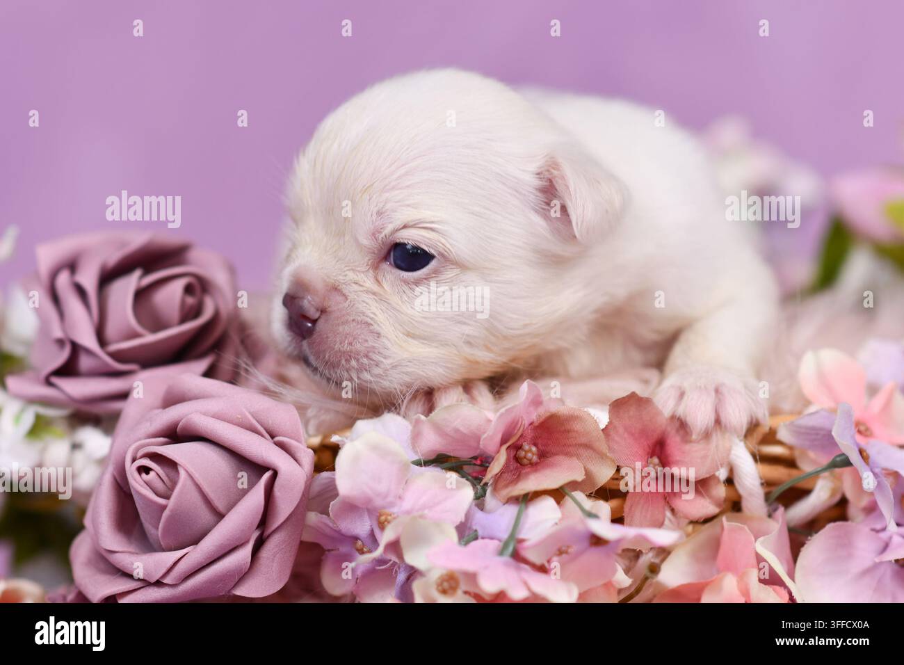 Prima piano di un adorabile minuscolo cucciolo di Bulldog Francese di tre settimane color crema bianca circondato da fiori rosa e viola Foto Stock