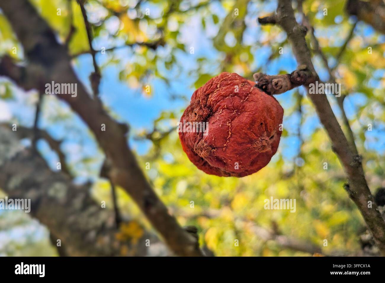 Mela raggrinzita sull'albero che mostra la mummificazione del frutto causata da stress da siccità o marciume marrone Foto Stock