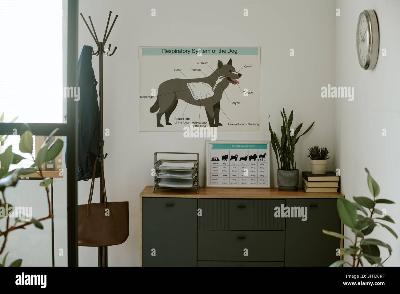Ambulatorio veterinario con tabella anatomica del cane sul muro Foto Stock