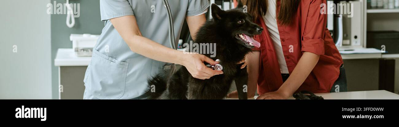 Intestazione di una veterinaria che ascolta il cuore di un cane nero in un ospedale veterinario Foto Stock