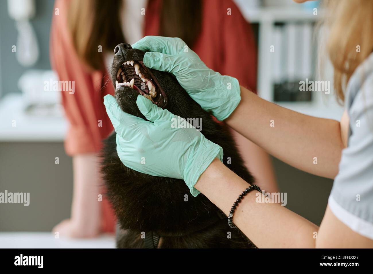 Veterinaria che esamina i denti del cane durante un controllo dentistico dell'animale domestico Foto Stock
