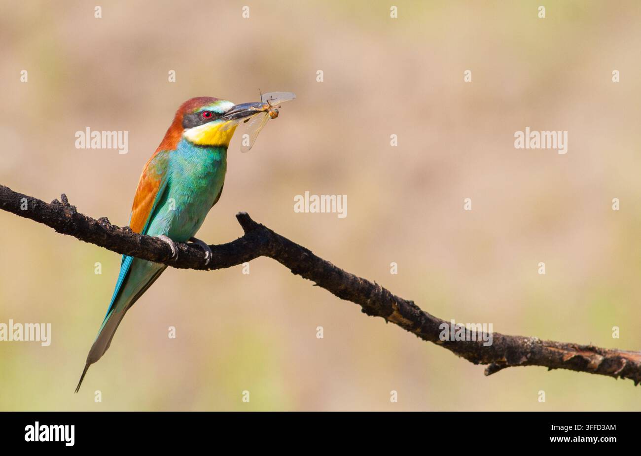 Beccacciaio europeo, merops apiaster. L'uccello è posato su un ramo e tiene una libellula nel becco Foto Stock