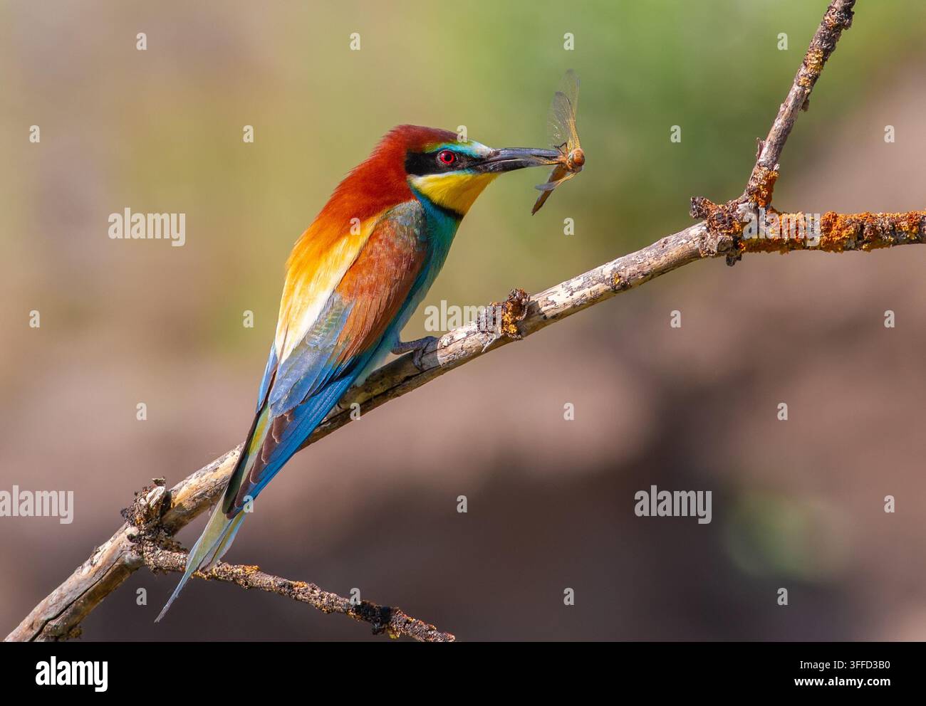 Beccaccino europeo, merops apiaster. In una mattina soleggiata precoce, l'uccello è seduto su un bel ramo e tiene una libellula nel becco Foto Stock