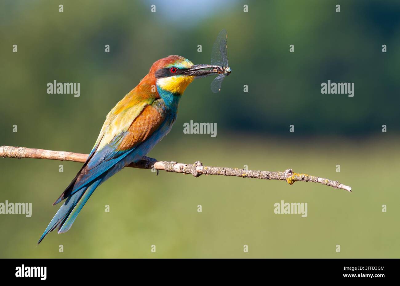 Beccaccino europeo, Merops apiaster. Mattina soleggiata. Un uccello adulto ha catturato una bellissima libellula e la tiene nel becco. Foto Stock