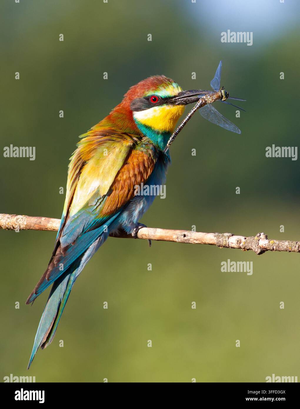 Beccaccino europeo, Merops apiaster. Mattina soleggiata. Un uccello adulto ha catturato una bellissima libellula e la tiene nel becco. Foto Stock