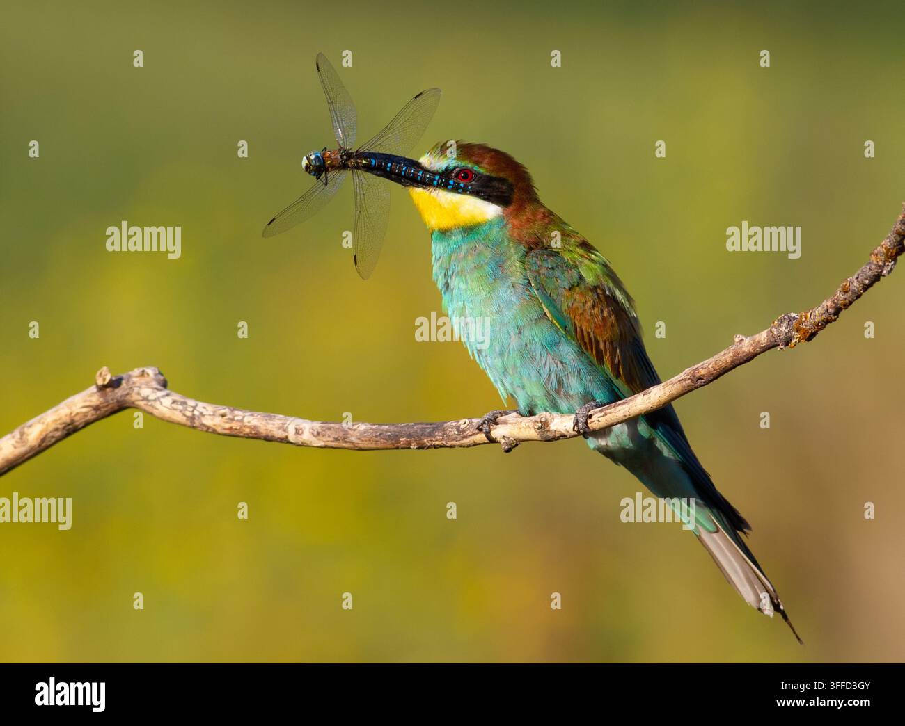Beccaccino europeo, Merops apiaster. Mattina soleggiata. Un uccello adulto ha catturato una bellissima libellula e la tiene nel becco. Foto Stock