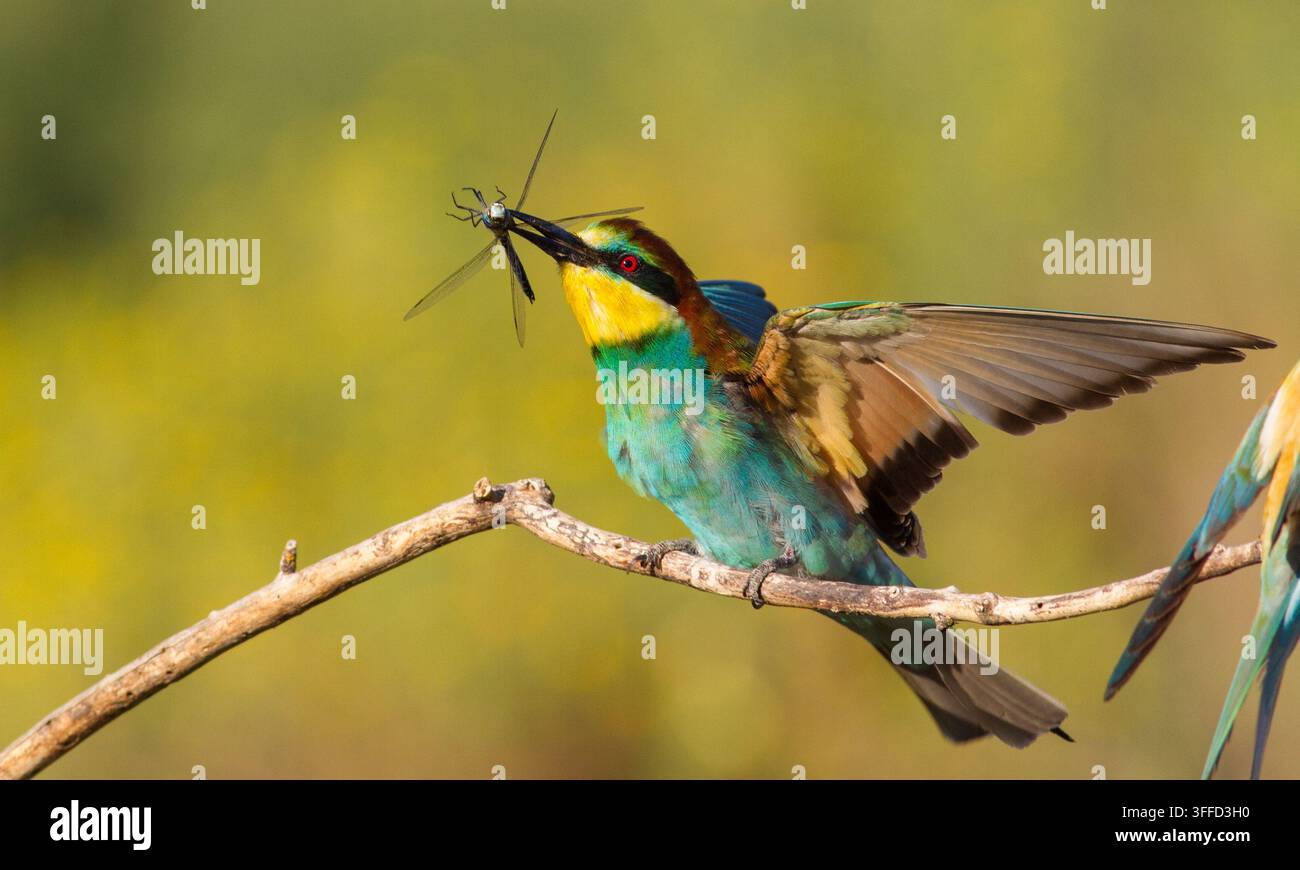Bupresto europeo, merops apiaster. In una mattina soleggiata precoce, l'uccello è seduto su un ramo e tiene una libellula nel becco. Foto Stock