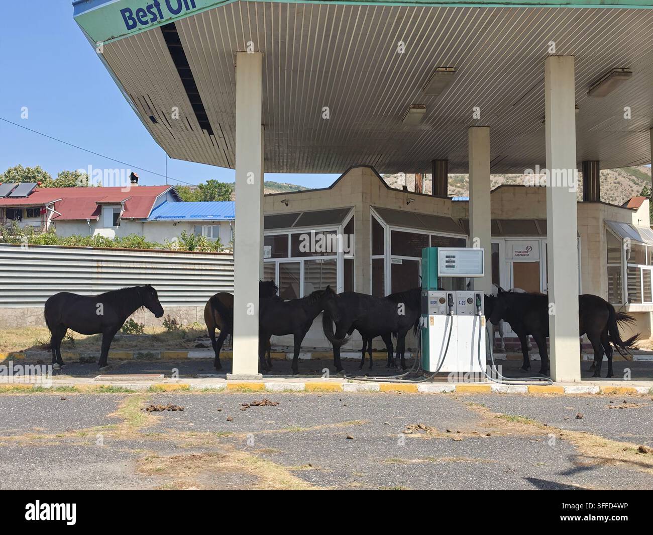 Cavalli radunati in una stazione di servizio nel villaggio di Momchilovtsi, Monti Rodopi, Bulgaria Foto Stock