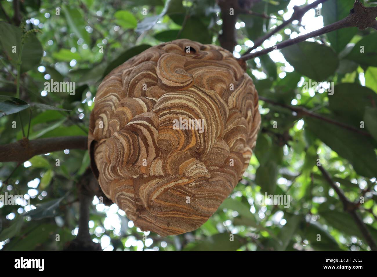 Nido di Vespa affinis con bande minori appeso a un ramo di un albero in una zona rurale di Giava, Indonesia, circondato da una vegetazione tropicale verde. Foto Stock
