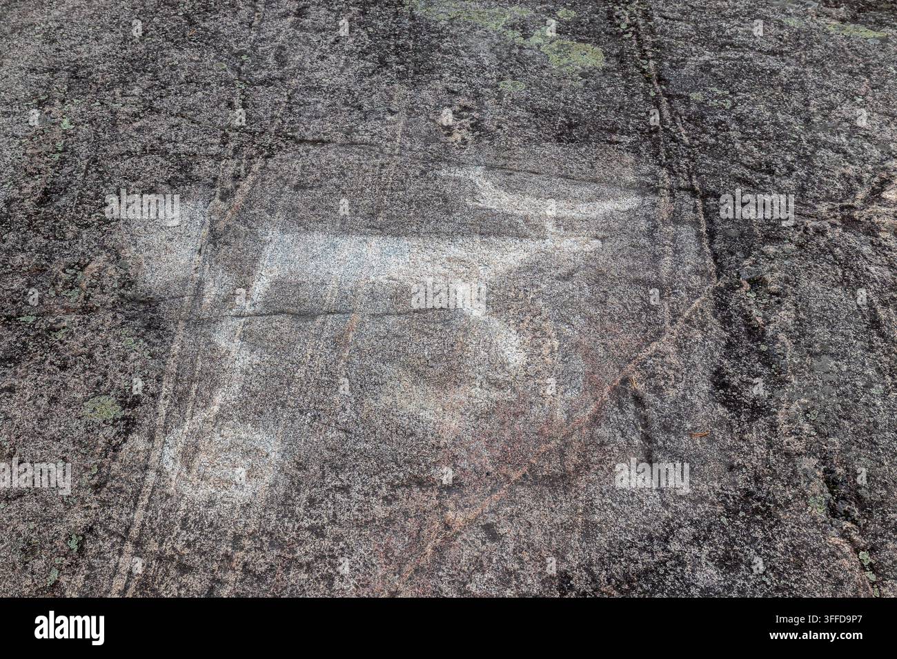 Antica incisione di renna e spirali su roccia madre. Complesso di petroglifi del Mar Baltico, Zalavruga, Carelia, Russia. Luglio 2022 Foto Stock