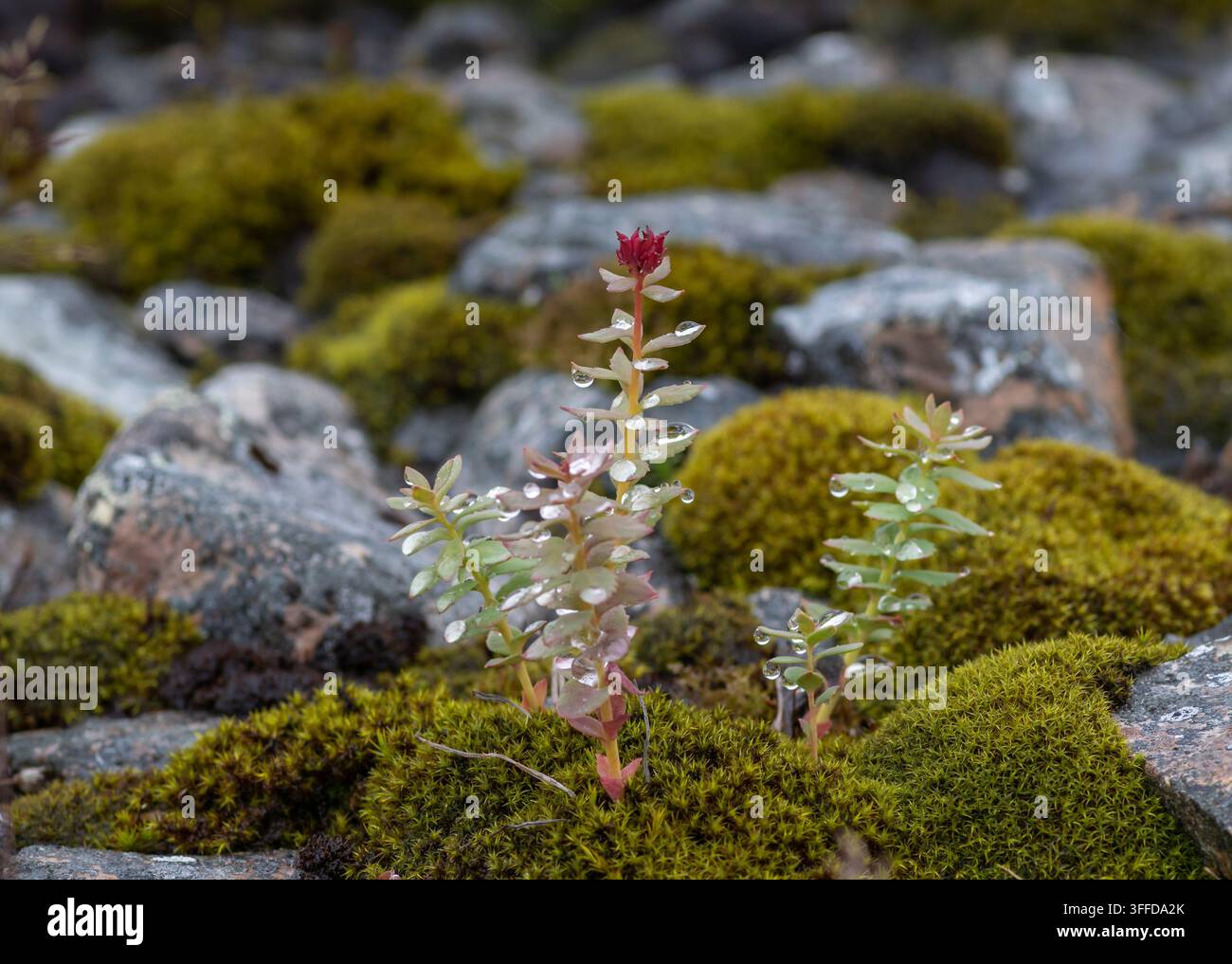 Piante di pietra a ledge Rhodiola integrifolia con gocce d'acqua che crescono su terreno muschioso. Distretto di Providensky, penisola di Chukotka, Russia. Agosto 2023 Foto Stock