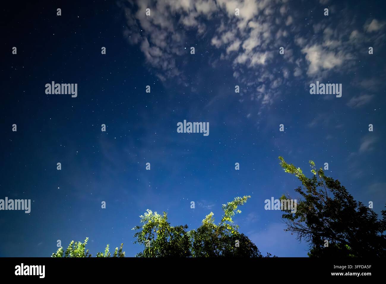 Una vista grandangolare cattura un cielo notturno blu profondo pieno di stelle scintillanti. Nuvole sottili si muovono nell'angolo superiore destro, mentre le cime degli alberi sottostanti sono illuminate da una fonte di luce invisibile. Foto Stock