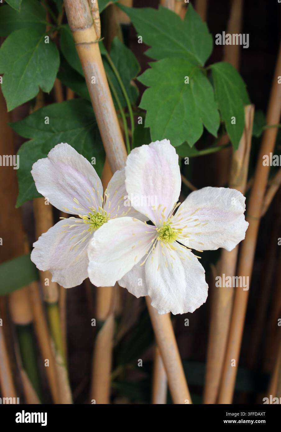 Fiori bianchi di Clematis 'Grandiflora' che crescono attraverso bambù ornamentale Foto Stock