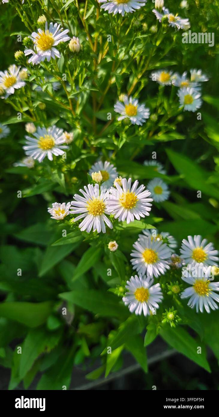 Piccoli fiori simili a margherite di un viola pallido con centri gialli che sbocciano tra il fogliame verde alla morbida luce naturale del sole. - Immagine stock catturata con smartphone