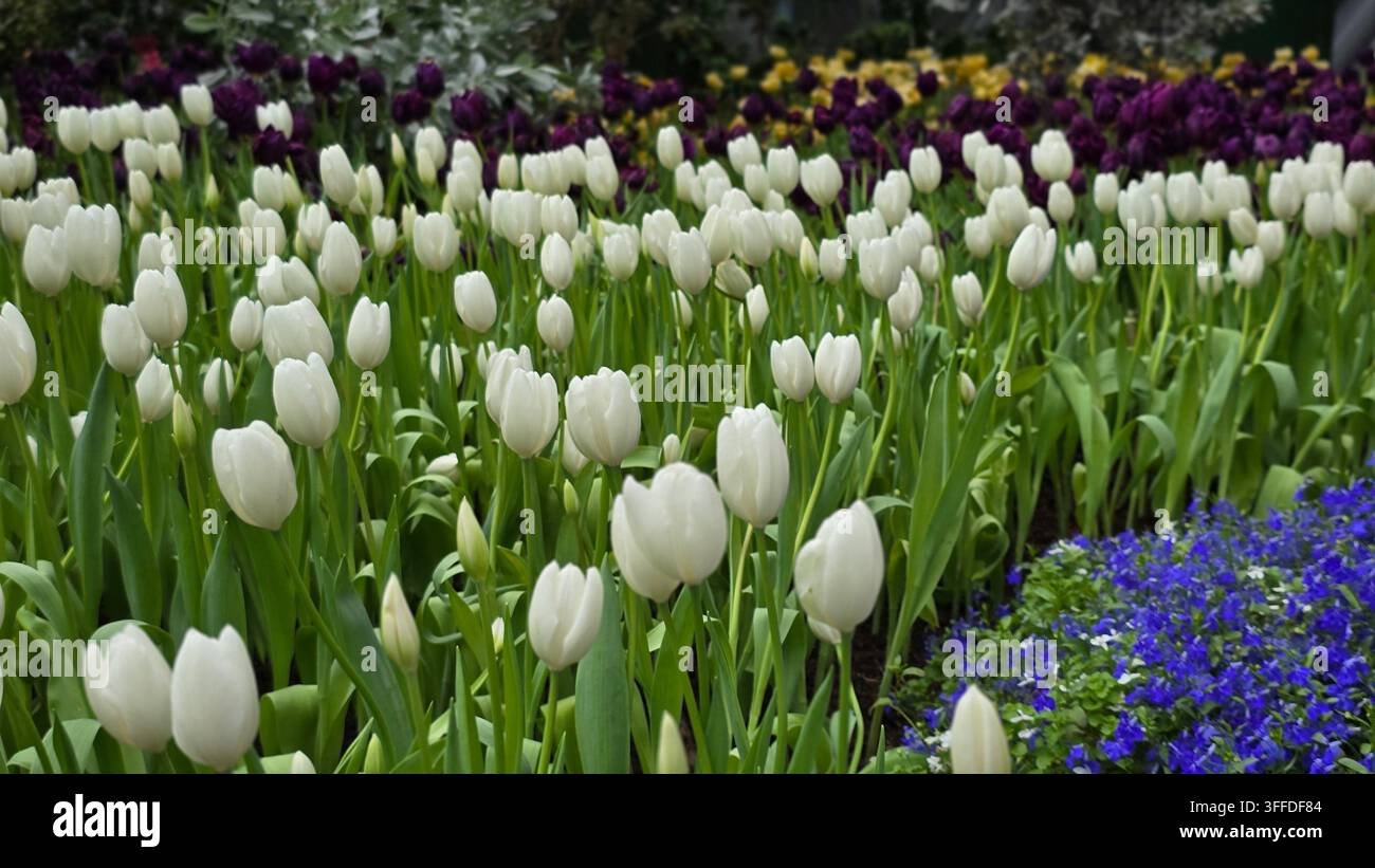 Ampio letto di tulipani bianchi circondato da fiori viola e blu che crea una esposizione colorata in un rigoglioso giardino primaverile. - Immagine stock catturata con smartphone