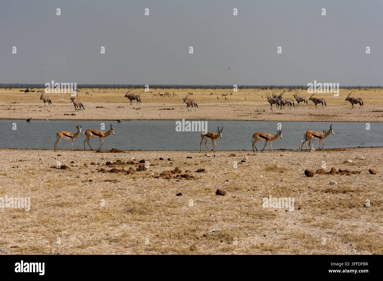Branchi di springbok si radunano vicino a una pozza d'acqua nel Parco Nazionale di Etosha, in Namibia, durante un'esperienza di viaggio in safari. Foto Stock