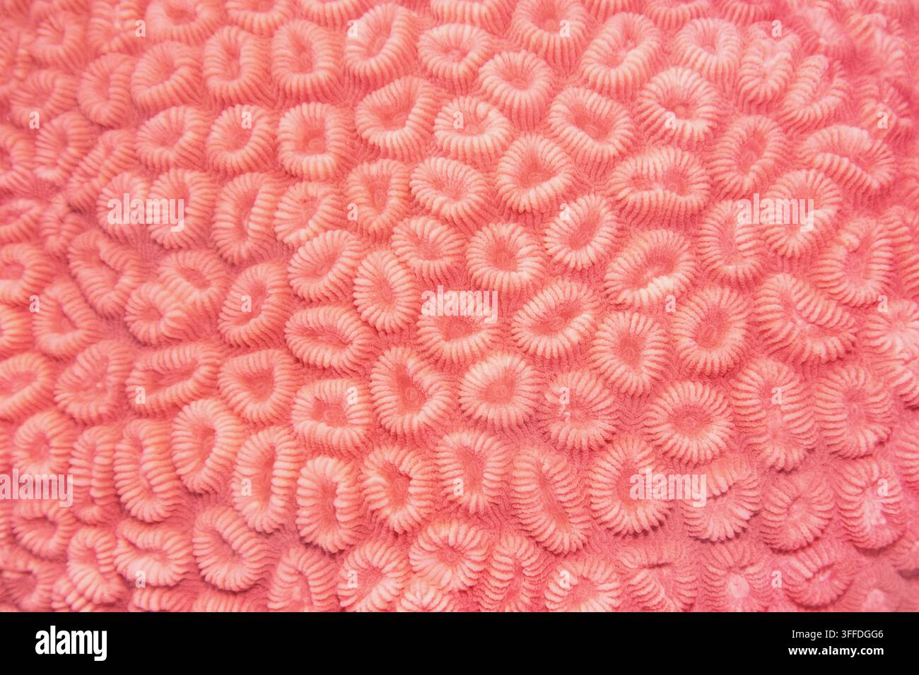 Texture organica del corallo duro in colore corallo alla moda . Foto Stock