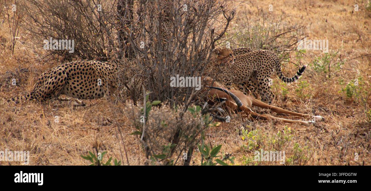 Due ghepardi si nutrono di una preda di impala fresca nella savana arida, catturando la dinamica predatore-preda, l'istinto di sopravvivenza e il comportamento crudo dei carnivori all'aperto Foto Stock
