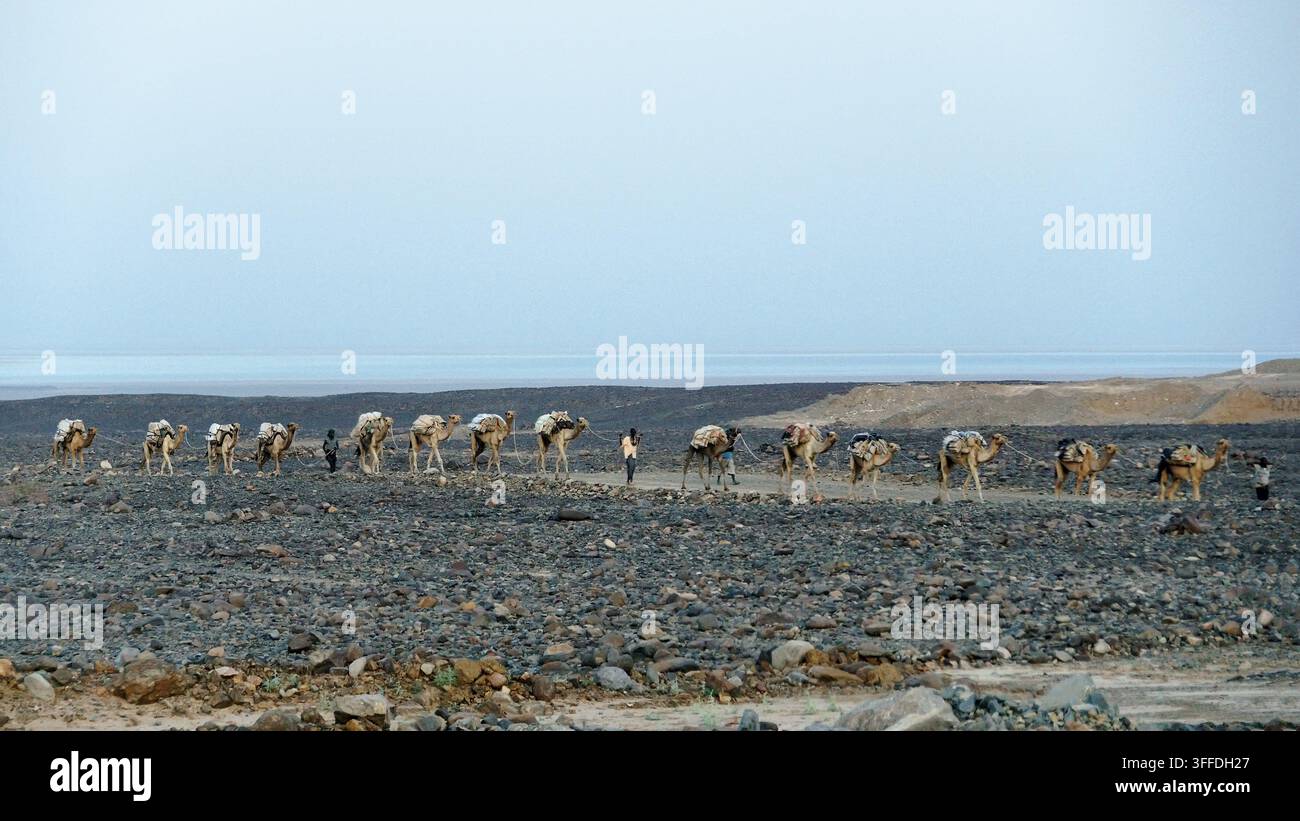 Una carovana di cammelli e i suoi addetti attraversano il paesaggio vulcanico arido della depressione del Danakil in Etiopia. Foto Stock
