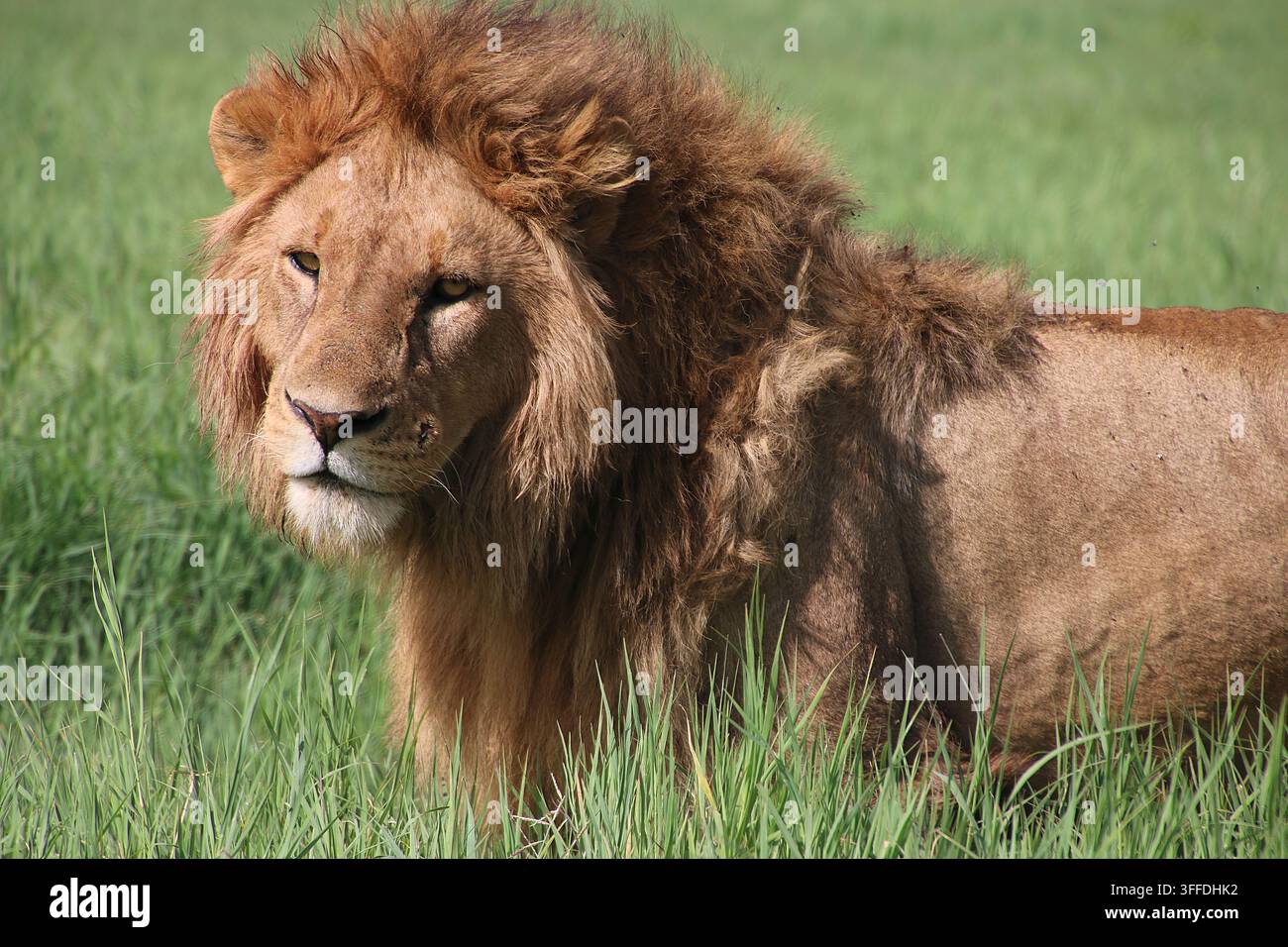 Ritratto ravvicinato di un leone maschio maturo in piedi tra l'erba alta durante un safari nella fauna selvatica in Tanzania, Africa Foto Stock
